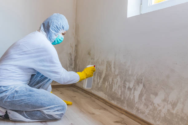 Licensed Mold Remediation service in Williamston, MI - 24 Hour Mold Removal